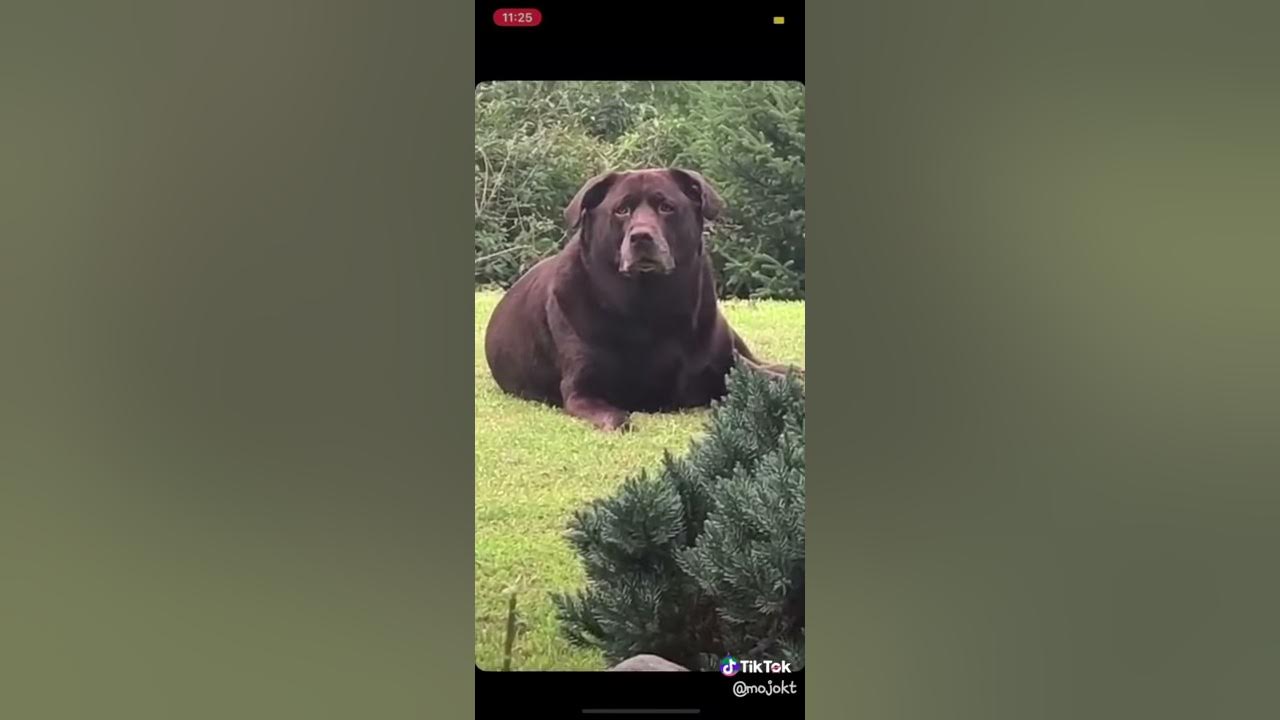 DAM BOI HE THICC DAM BOI HE THICC