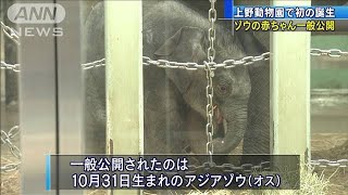 ゾウの赤ちゃん一般公開　上野動物園で初の誕生(2020年12月1日)