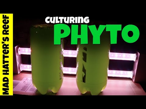 HOW TO: Culture Phytoplankton