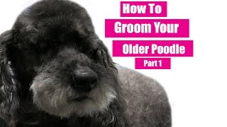 How To Groom Your Older Poodle - Part 1