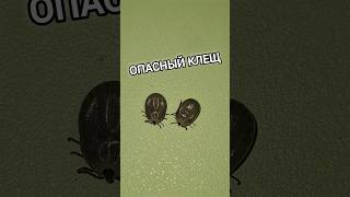 ОПАСНЫЙ КЛЕЩ. СЛАБОНЕРВНЫМ НЕ СМОТРЕТЬ.