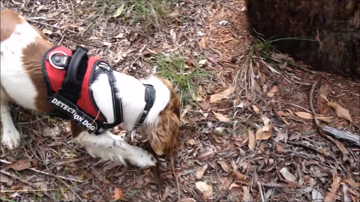 Taz & Nutmeg CDCC professional Koala detection dogs (April 2017)