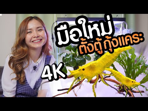 งบ 2,500 มือใหม่ตั้งตู้ไม้น้ำ เลี้ยงกุ้งแคระ กุ้งสี 4K Step by Step | มาแรงมด Marangmod Channel