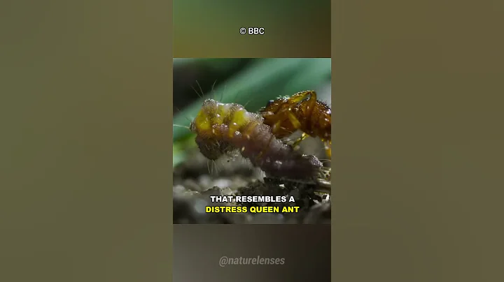 This Caterpillar Can Trick Ants! - DayDayNews