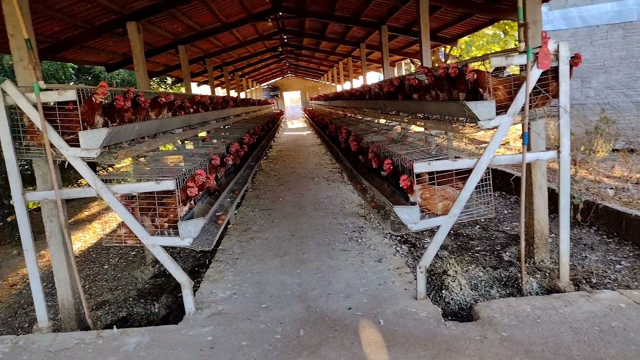 Granja produtora de ovos .