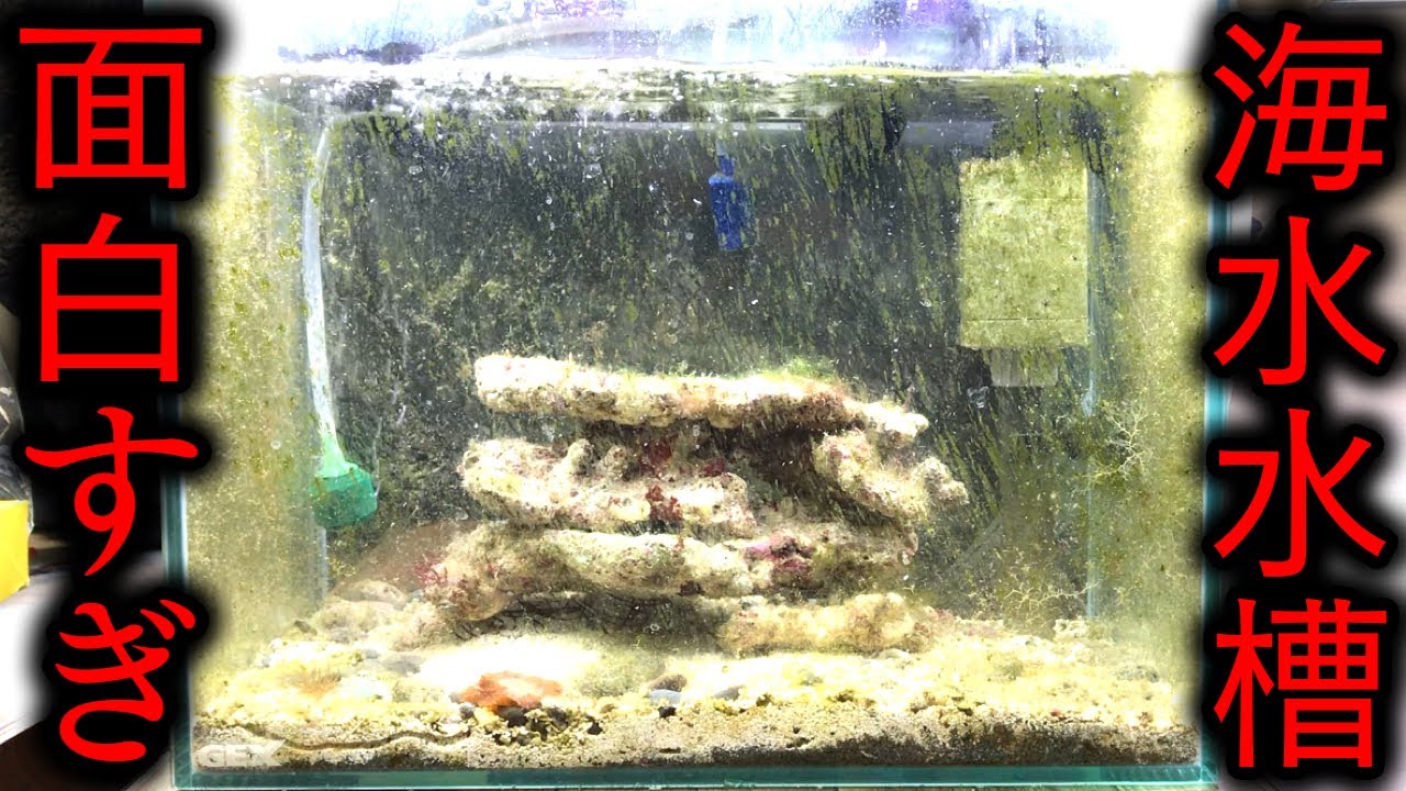 決定取り引き中）この中の生体 全て サンゴ 海水魚の通販 