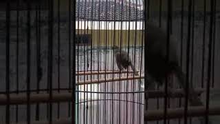 Cigun Tembakan Belalang Raja super Rapat