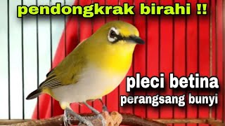 Pleci Betina Memanggil Jantan || Pleci Betina Birahi Perangsang Bunyi