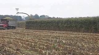 Hellbound Train--Silage chopping_Northern Indiana Dairy farm