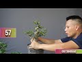 Sung Cảnh Bonsai Cây Sung Của Nhà  Vườn Tạo Ra Với Giá yêu Thương I my idea