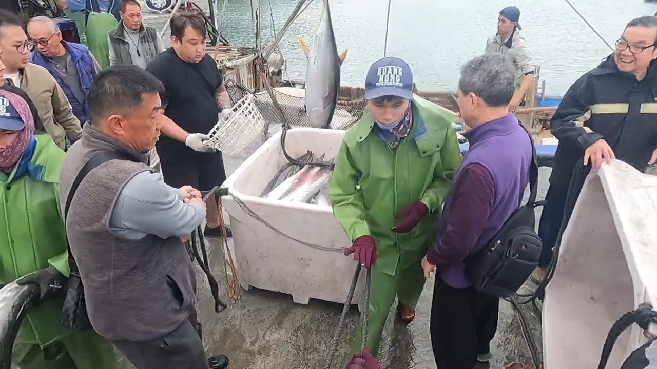【海中樂透頭獎】一次捕獲「魚王」黑鮸、整片「銀色海嘯」白帶魚，還有「黃金猛將」金梭魚！ 光榮定置漁場 #freshfish 3