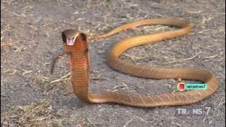 King Kobra Merah Langka Banget! | SI OTAN