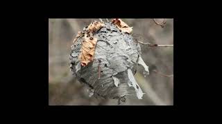 Notes of Quiet — Sound Sketches From a Quiet Mind