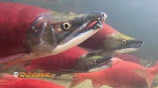 Utah Field Guide: Spawning Kokanee