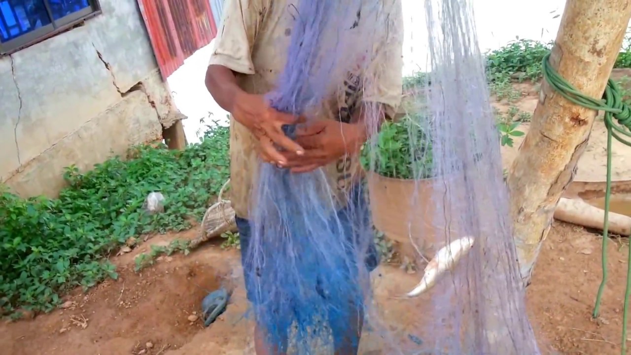AMAZING Net Fish - How to fishing In Village - Cambodia Traditional Fishing - Country Food # 10