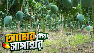 আমের নতুন রাজধানীর দাবিদার নওগাঁর সাপাহার || Mango World of Sapahar || Naogaon