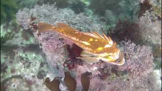 Pt  Lobos dive #686 41924