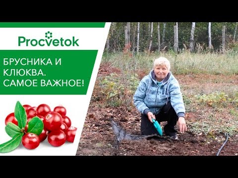 Клюква и брусника на вашем участке! Посадка, уход, рецепты.