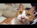 添い寝がしたい茶トラ猫 "Full version"- Funny cat want to sleep beside owner ! おもしろ･かわいい猫動画 ！茶トラ猫｢マック｣