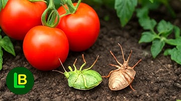 This is the end of the stink bugs. 2 ingredients they can