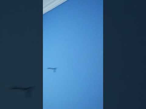 شقة للايجار بالتجمع الخامس مفروشة