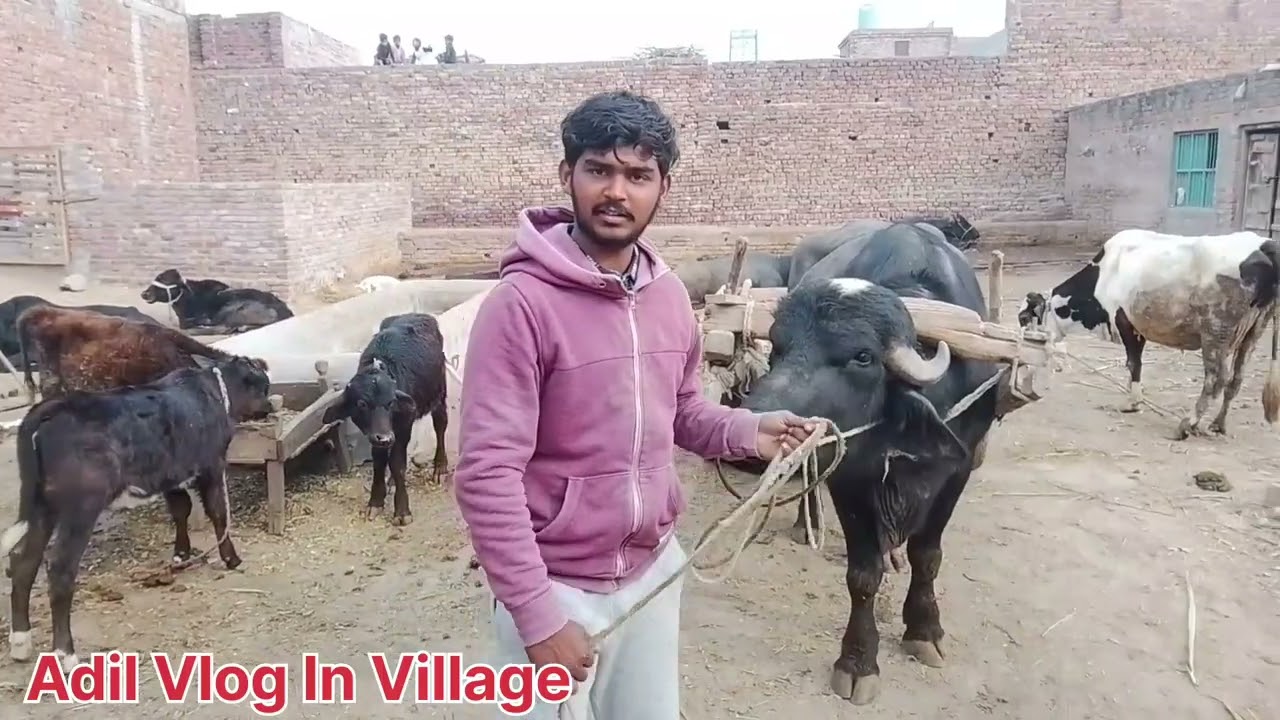 Mere gaon ki raunak | Meri haveli ki raunak | village life | Punjab culture | my village life