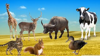 Animal sounds cow, cat, monkey, chicken, horse, sheep, elephant, goat, pig by Animal Universe 37,105 views 1 year ago 11 minutes, 47 seconds