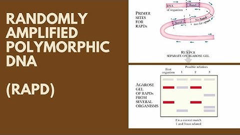 Randomly Amplified Polymorphic DNA (RAPD)