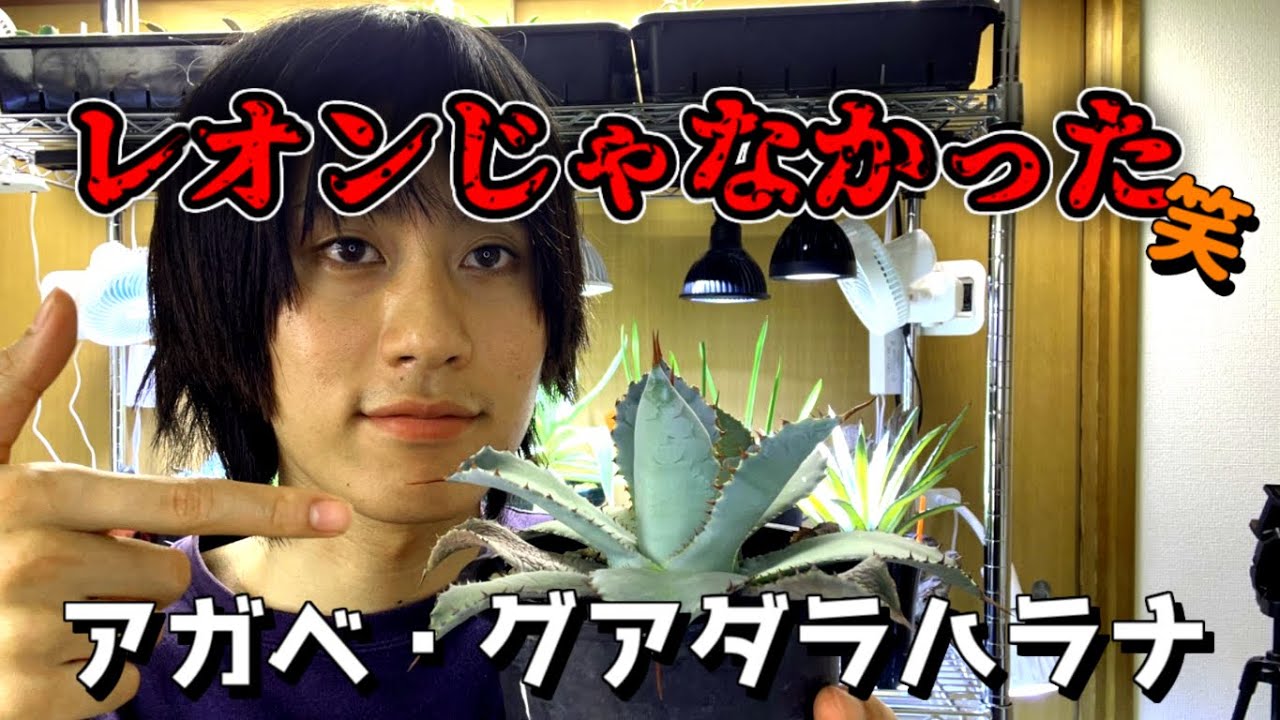 レオンじゃなかった？？アガベ・グアダラハラナとたわむれる動画 - YouTube