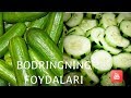 bodring foydasi