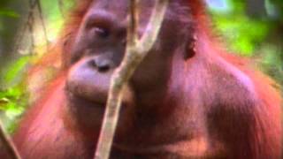 Plight of the Orang-utan 6