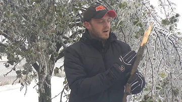 Managing Ice-Storm Damaged Trees