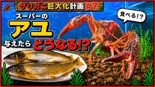 【ザリガニ巨大化計画#7】スーパーで買ったアユをザリガニにあたえたら食べるのか？