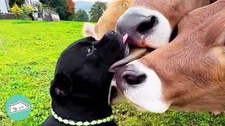 Pups Meet Cows For The First Time And Cover Them With Kisses | Cuddle Buddies
