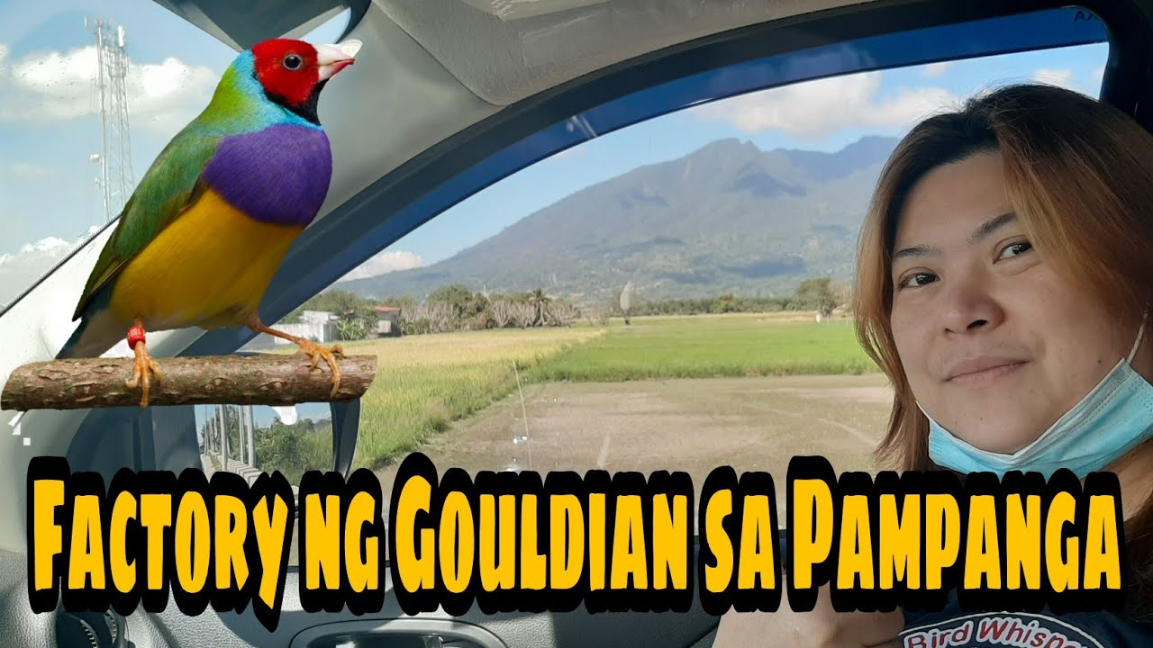 Factory ng Gouldian Finch