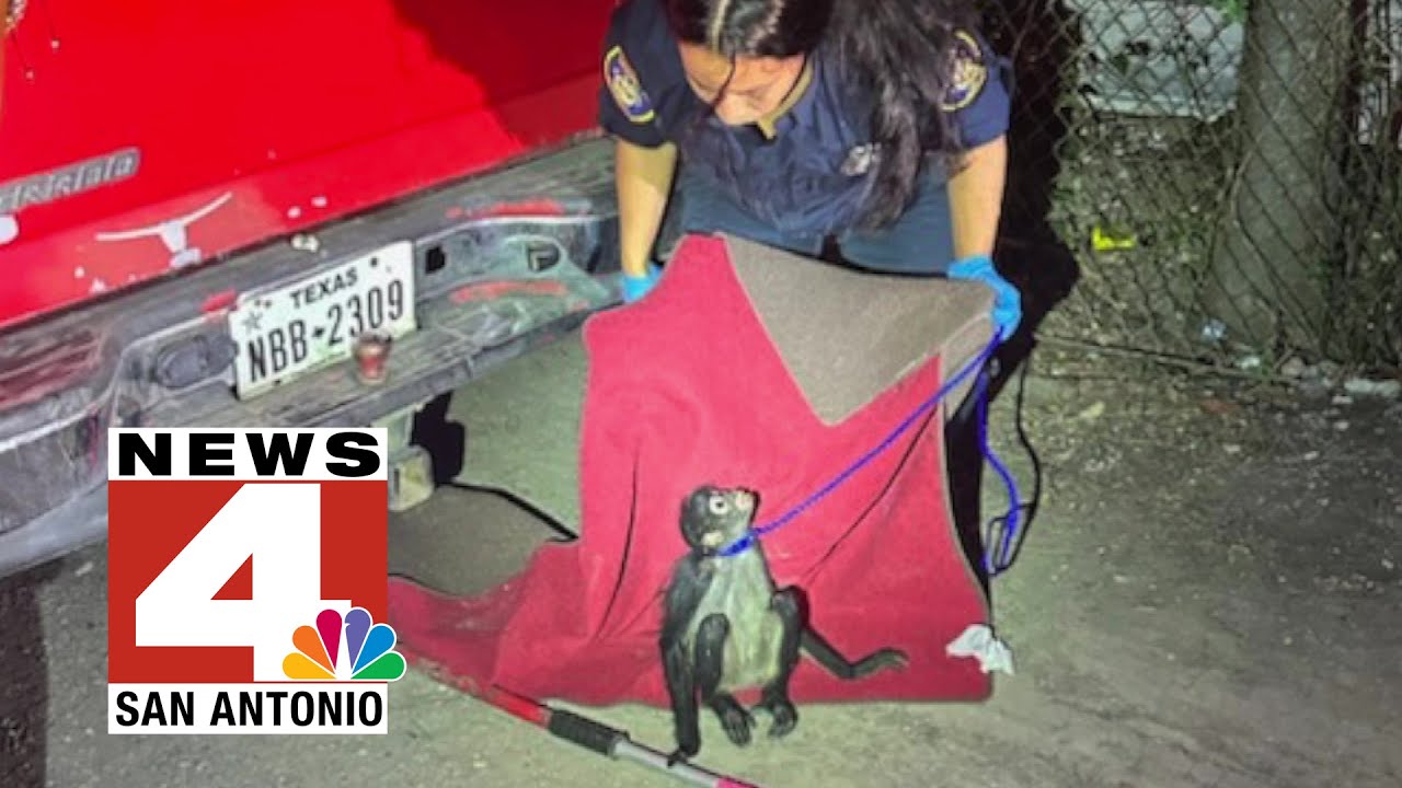 Feisty monkey on the loose bites neighbor, sparks unexpected rescue ...