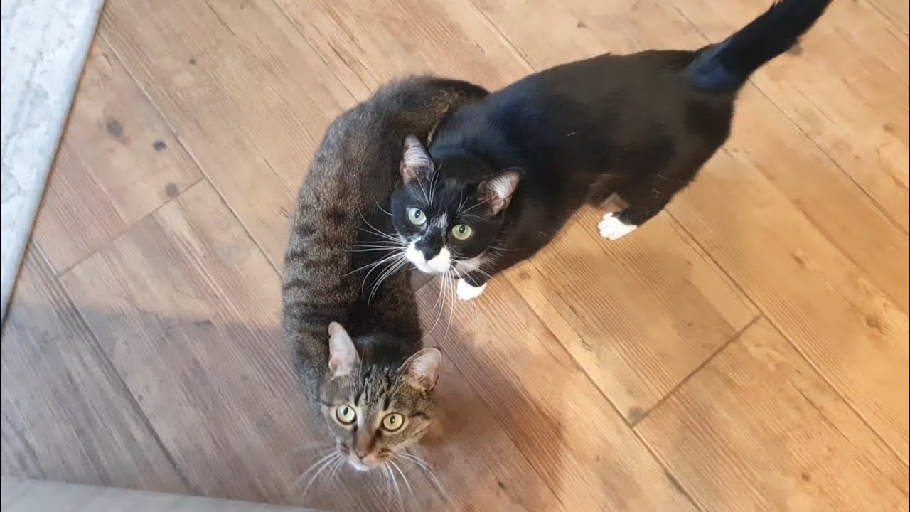 Пончик спокусився на яловичину 🥩🐈