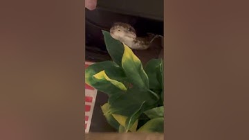 Bredli Body Language: Food Mode On! #pets #snake