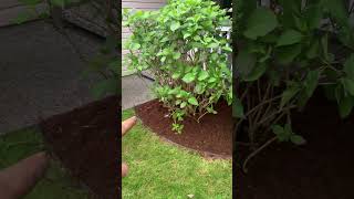 Better late than never (mulch) #mulch #redsealvas #landscaper #gardening #garden #fabric