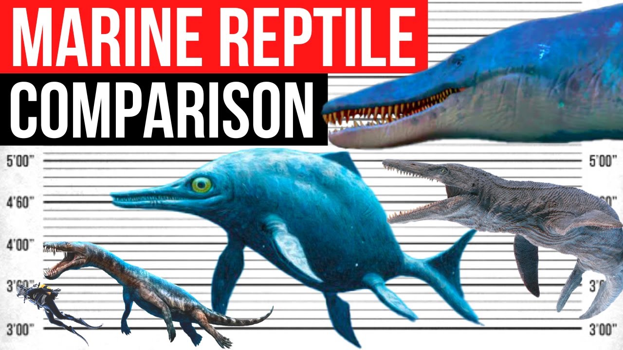 Biggest Marine Reptile Size Comparison YouTube Biggest Marine Reptile Size Comparison YouTube