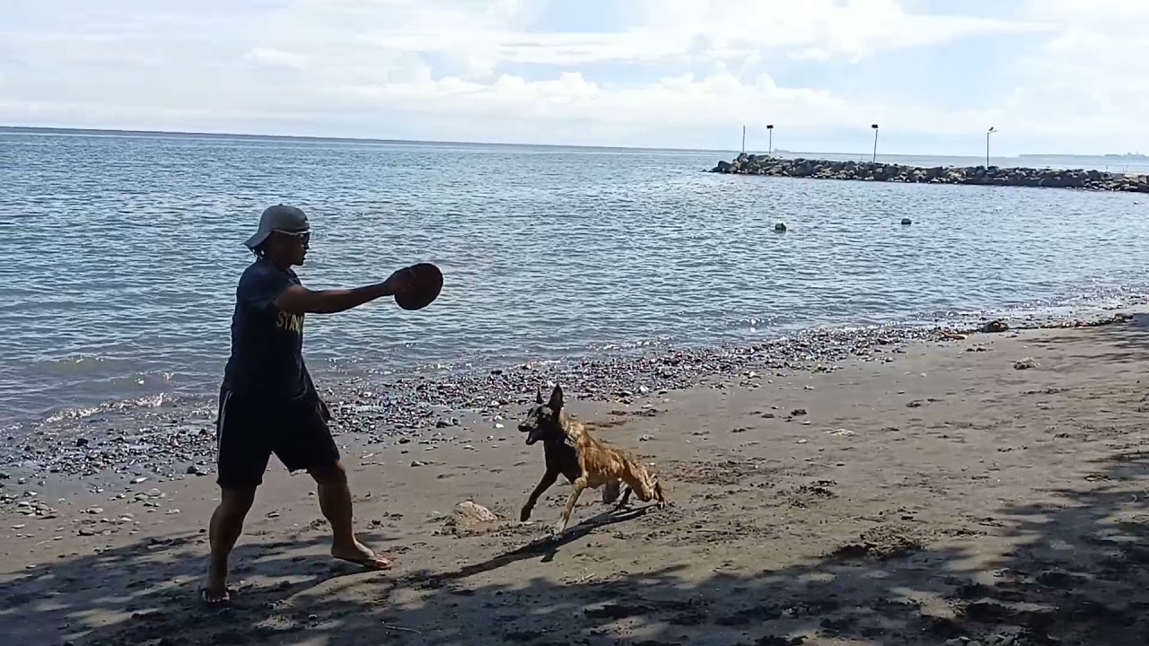 SAR DOG ⛱️ ADVENTURE