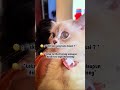 tendang aja gak sih 🫠? subscribe nya dong kaka baik 🤩🥰 #cat #kucinglucu #katakata  #hiburan