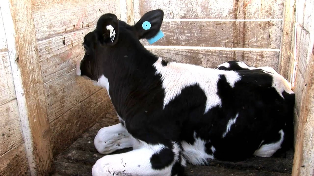 Veal_Calf_Struggles_To_Get_Up_In_Crate.mov upload