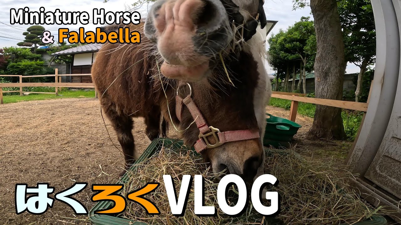 Discover the SECRET Life of Miniature Horses in Japan【はくろくVLOG】Vol.401
