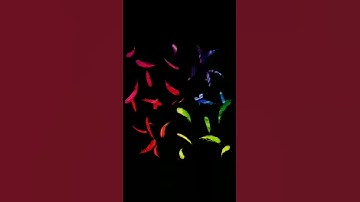 Kinemaster Video Background Effect No Copyright Free Download || lz studio vinchhiya