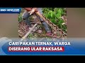 Detik-Detik Ular Piton Raksasa Serang Warga saat Cari Pakan Ternak di Buton