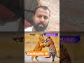 #lion #animals #lionking #vlog ##vlog