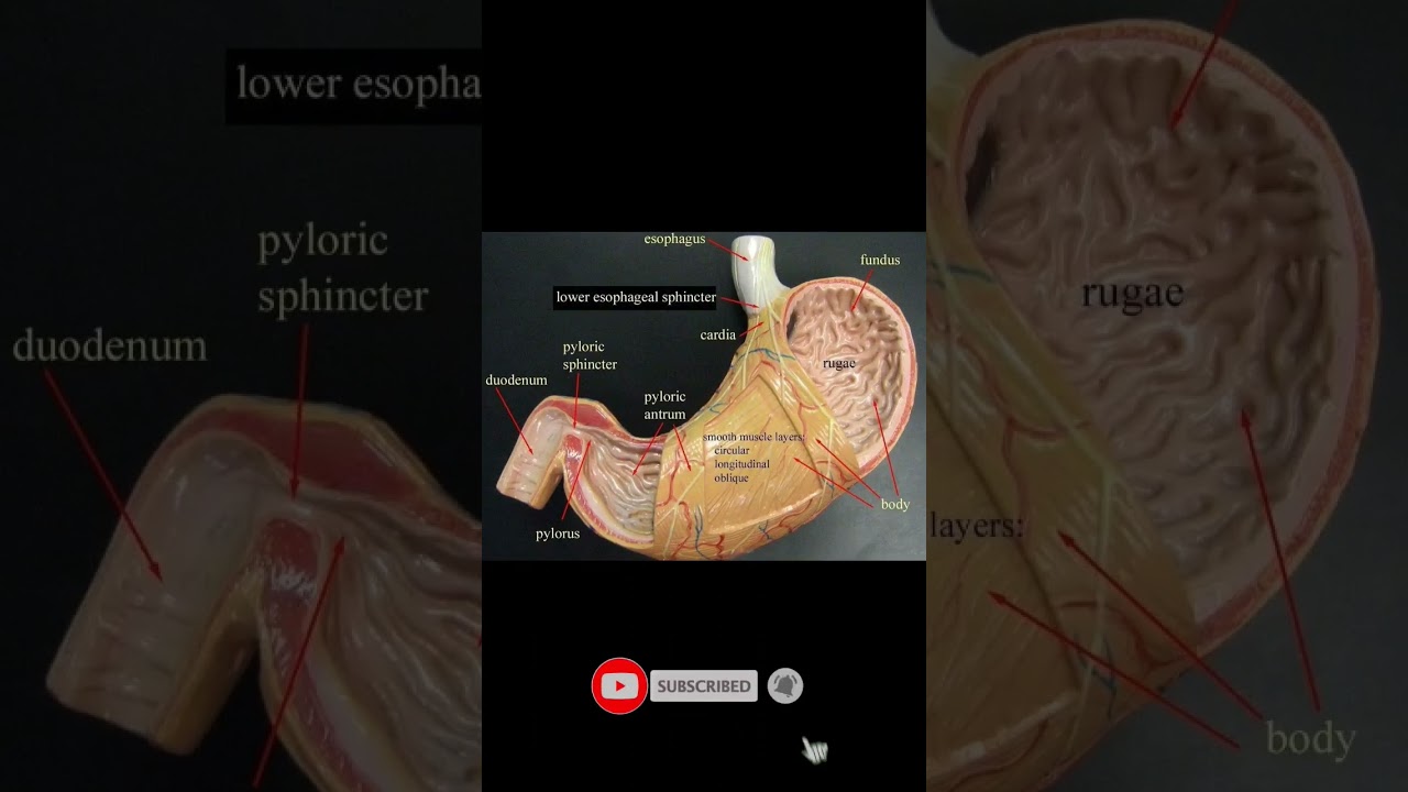 internal view of stomach......