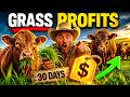I Fattened Cattle With GRASS ONLY (30 Days Later)