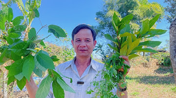 Bài Thuốc Trị Bệnh Tiểu Đường Không Tốn Tiền